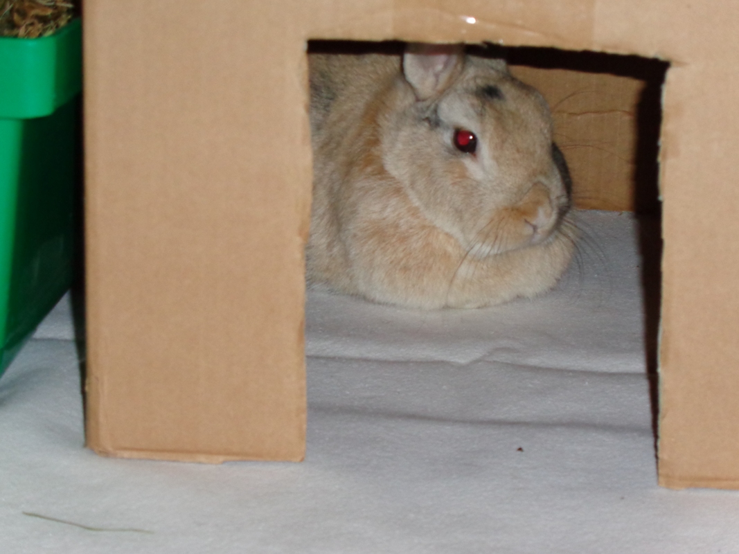 Schnuppi h�lt Siesta