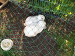 Meine 2 kaninchen
