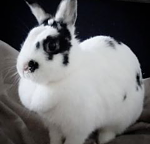 ich bin die K�nigin