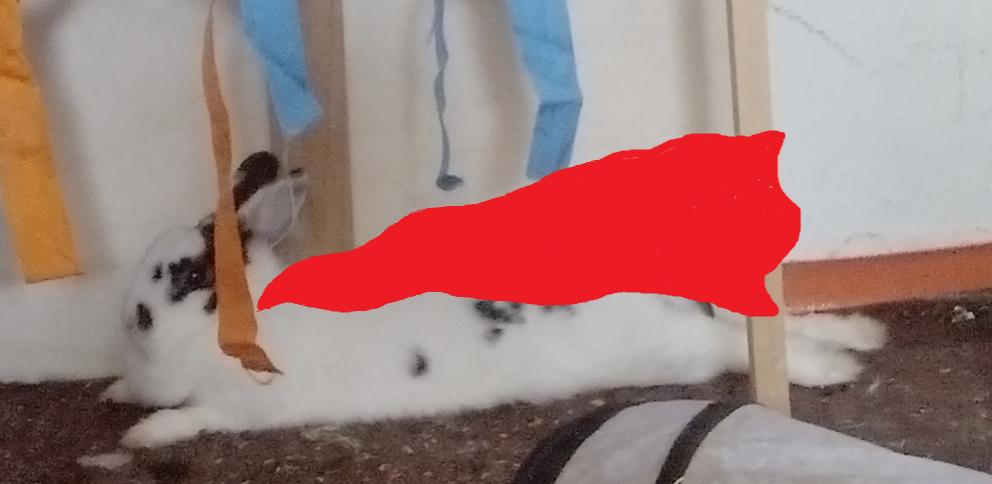 Superbunny