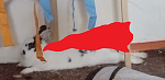 Superbunny