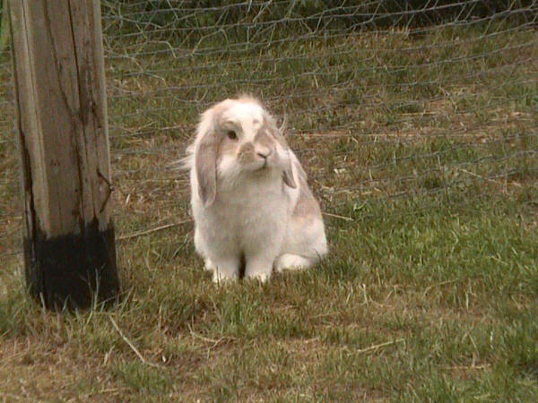 Im Garten