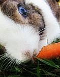 Kaninchen <3