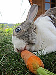 Mein Hase <3