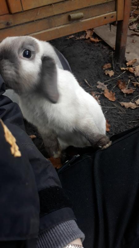 Meine 4 j�hrige H�sin Cleo ♥