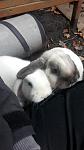 Meine ebenso 4 j�hrige H�sin Flocke. Die Beiden sind Geschwister :)