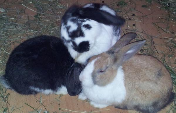 Kuscheln