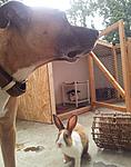 Maggy und Pascha