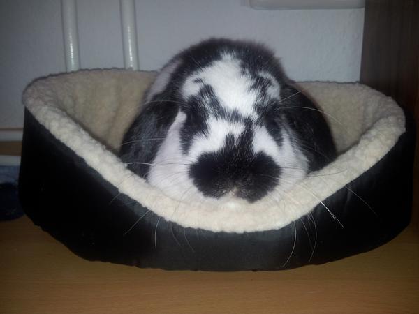 Benni am d�sen