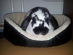 Benni am d�sen