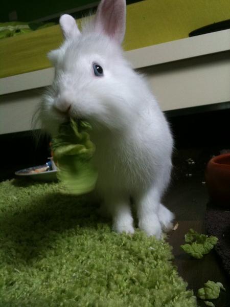 Pauli :)