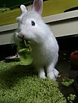 Pauli :)