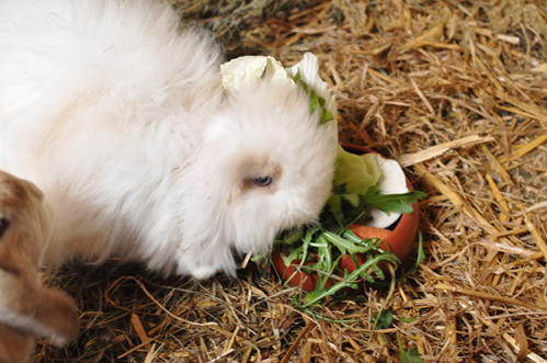 Lilly beim Futtern