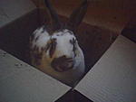 francis im karton :D