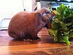 HektoPascal aka Schokob�r