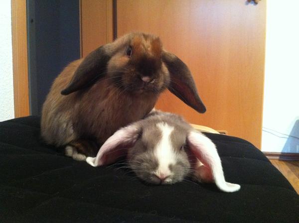 Die Kuschelfraktion neben mir auf der Couch