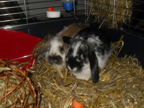 Mucki (rechts) und Hoppel (links)...=)