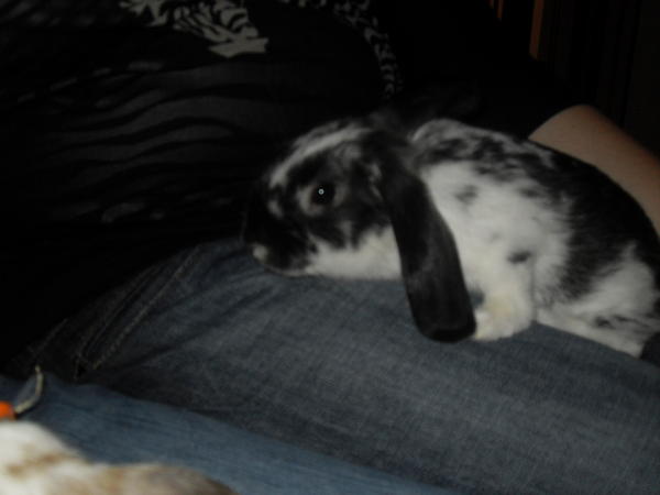 Mucki auf mein Schoss..=)