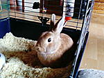 Piet