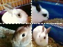 momo,schnuffel,piet,tammy