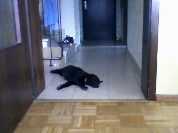 Tapsy