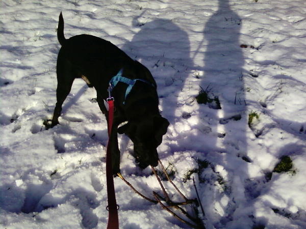 Tapsy (8 monate) und sein erster Schnee