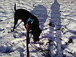 Tapsy (8 monate) und sein erster Schnee