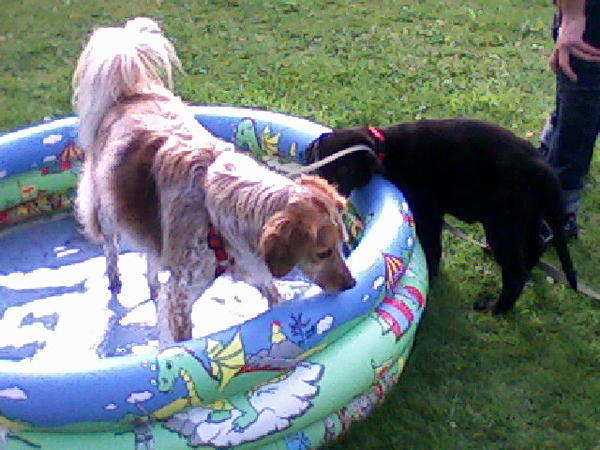 Mancha und tapsy