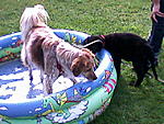 Mancha und tapsy
