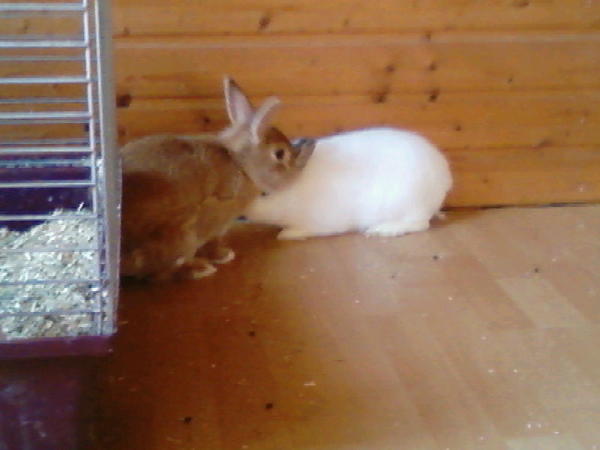 Piet mit Laila