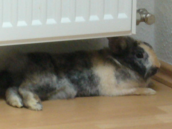 2009 0802Ziegensittiche0046