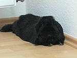 2009 0802Ziegensittiche0040