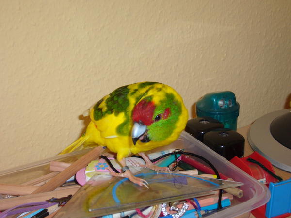 2009 0710Ziegensittiche0125