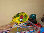 2009 0710Ziegensittiche0125