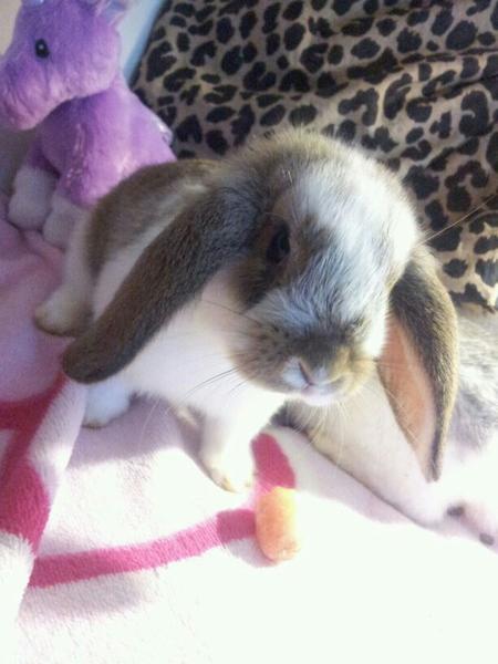 Cookie <3