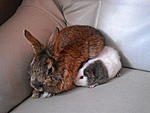 Nins+Schweinis