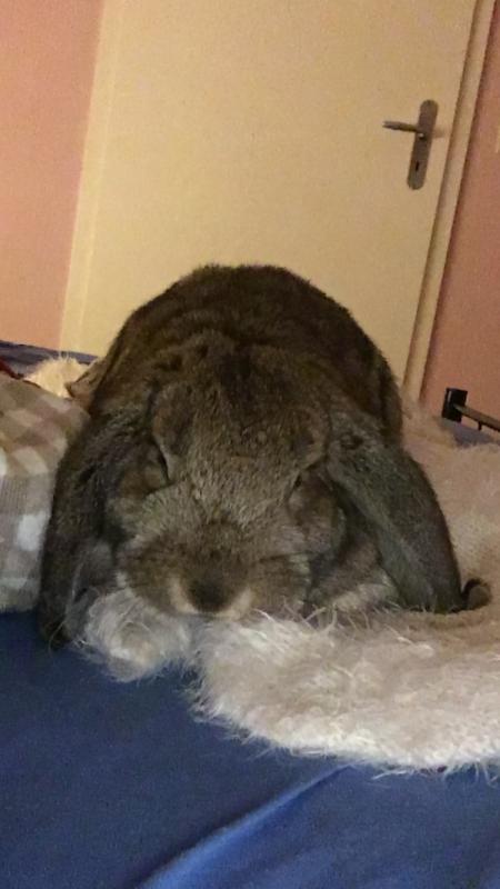 💕🐰