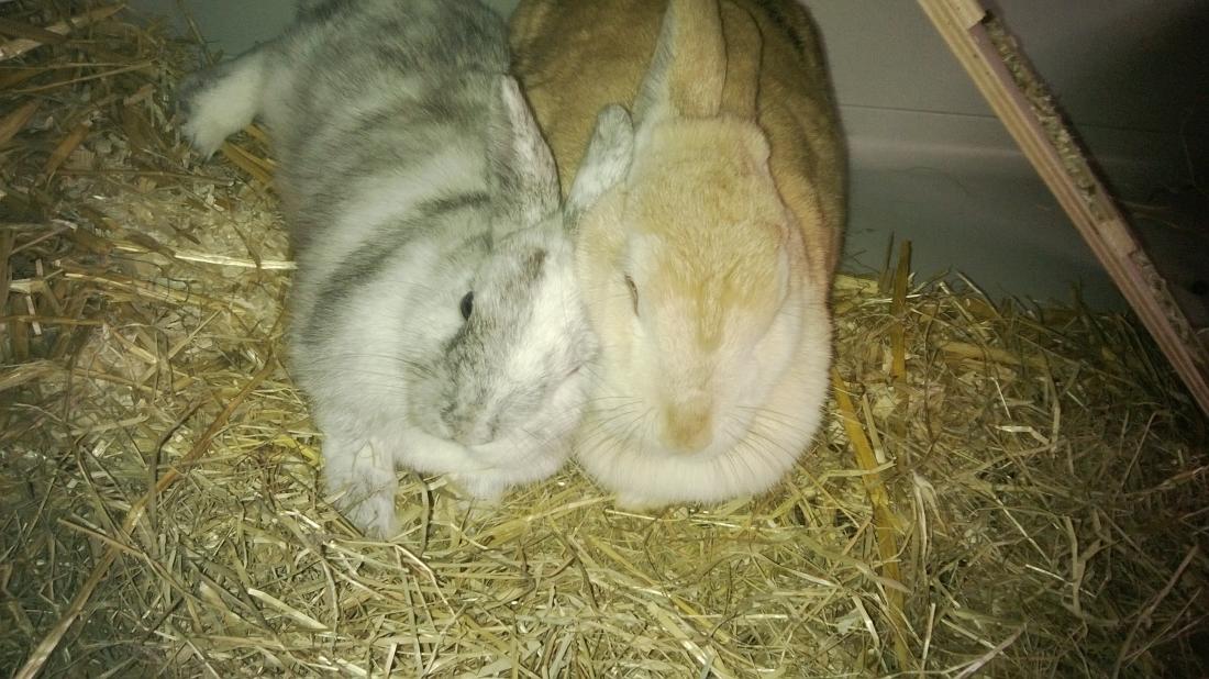 Lilly und Fussel schlummern