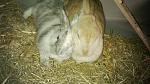 Lilly und Fussel schlummern