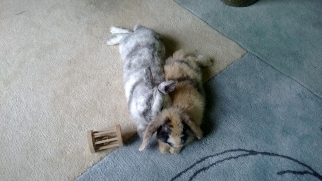 schmusis von oben