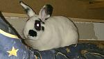 Der kleine Hase