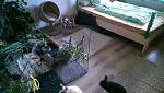 und der Rest vom Zimmer (unterm Bett ist ihr liebster lieblings Platz :D)