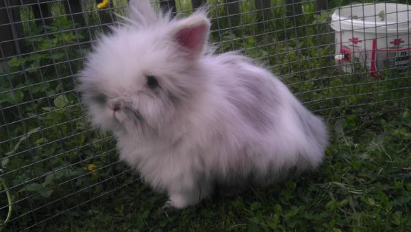 Filou