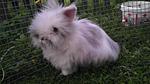 Filou