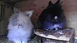 Filou & Nox