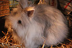Filou