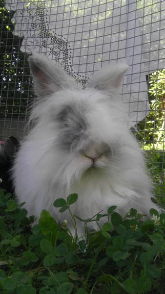 Filou im Garten