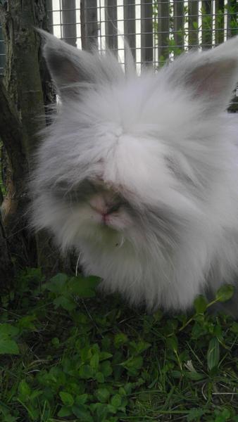 Filou im Garten