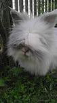 Filou im Garten