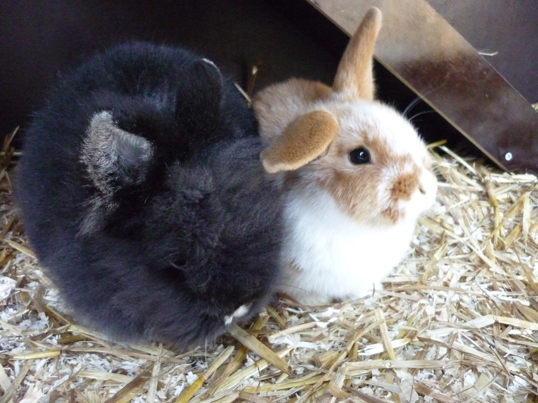 Nox ist auch sch�n kuschelig